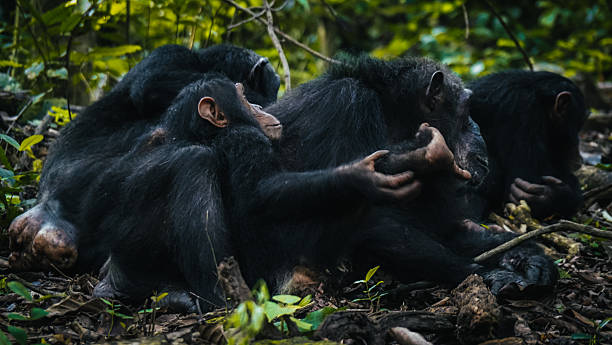 3 Days Chimp Trekking at Gombe National Park