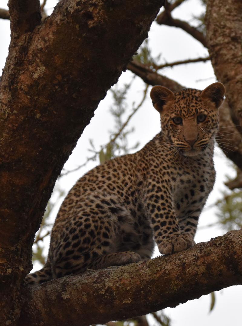 4 Days Serengeti Express Safari