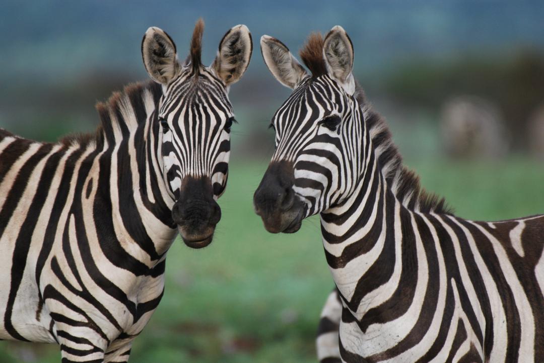 3 Days Tarangire, Lake Manyara & Ngorongoro Safari