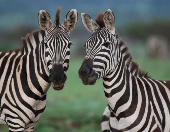 2-Day (Tarangire NP and Ngorongoro Crater) Safari
