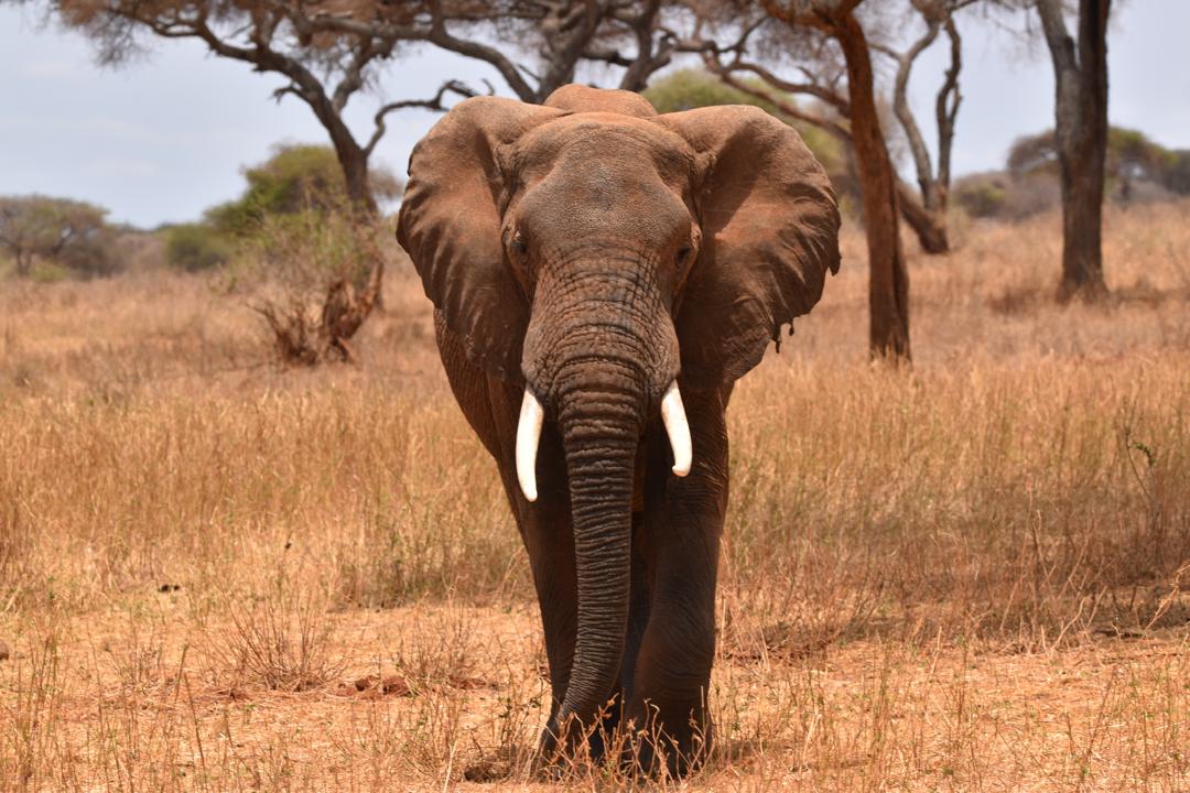 Mikumi National Park