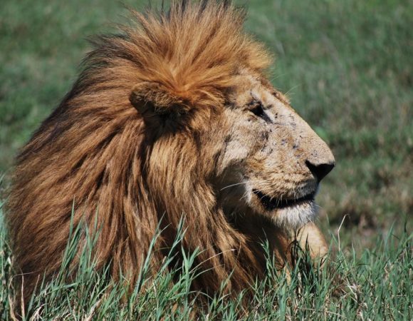 3-Days Mikumi National Park Safari