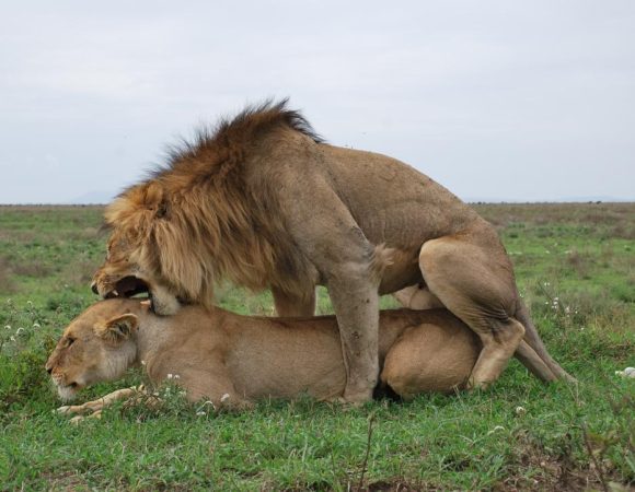 2-Days Nyerere National Park Safari – Wildlife & Boat Safari Adventure