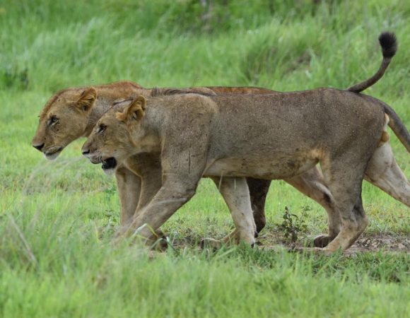3-Days Safari to Nyerere National Park (Selous Game Reserve)