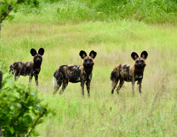 5-Day Safari Adventure: Mikumi & Nyerere National Parks