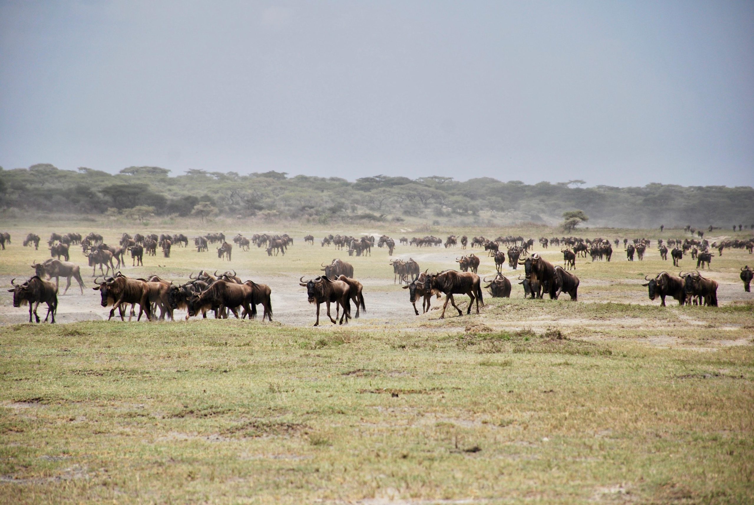 Ngorongoro Crater