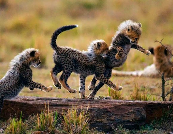 5-Days Safari Adventure Tarangire, Serengeti & Ngorongoro Conservation Area