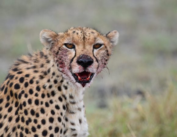 8-Day Mikumi NP, Ruaha National Park & Selous GR