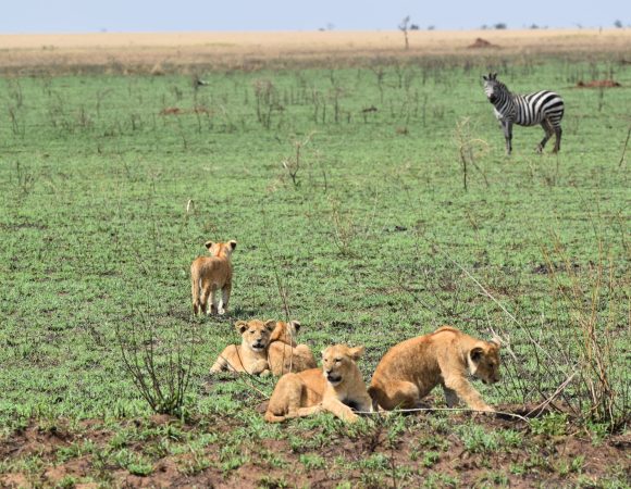 4-Day Mikumi & Udzungwa Safari – Southern Circuit