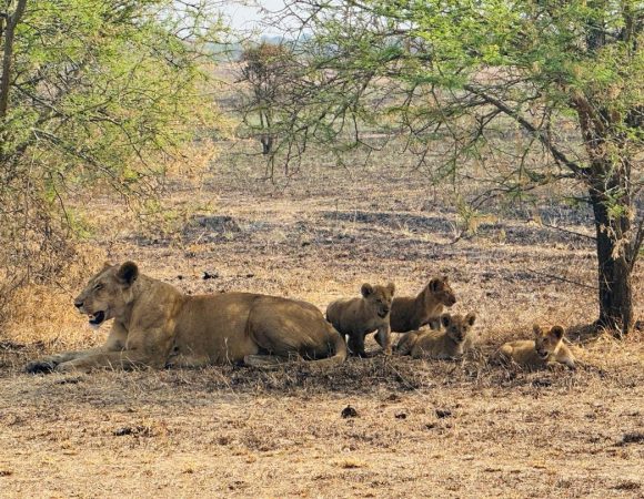 3-Day Safari in Northern Circuit