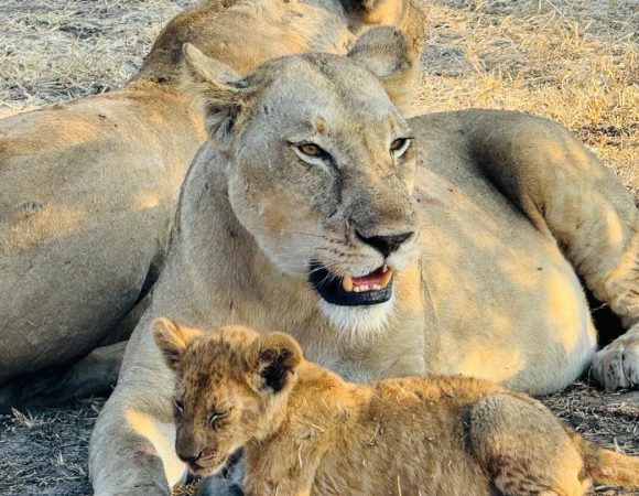 3-Day Authentic Maasai Boma Experience & Mikumi National Park Safari