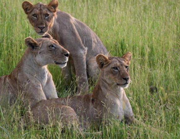 3-Day Mikumi National Park and Udzungwa Mountains National Park